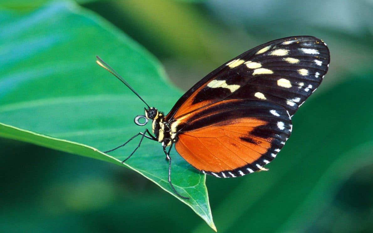 farfalla-Butterfly